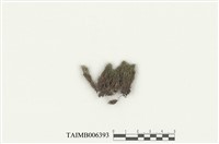 藏品(網苔)的圖片